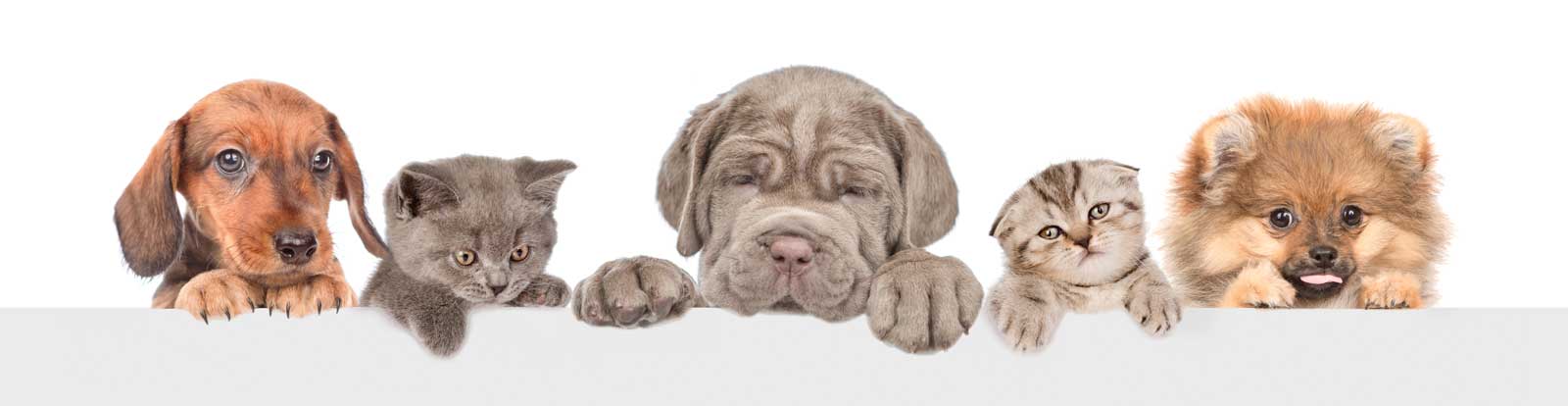 about petdiatric laboratories