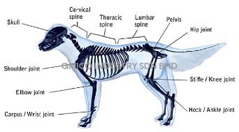 x-ray-dog-bones